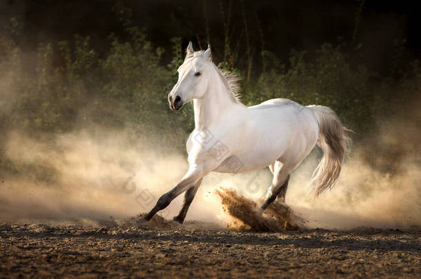 长毛的阿拉伯白马在阳光下在沙尘中自由奔跑