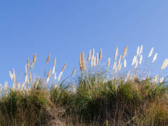 White pampas grass flower blowing in breeze under clear blue sky.