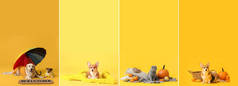 Set of cute animals with autumn pumpkins and plaids on color background