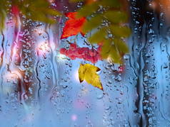 雨窗朦胧的灯光与雨滴和秋叶季节鸟巢背景