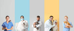 一组有彩色背景宠物的兽医