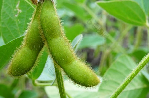 在自然条件下种植大豆、花卉和豆类植物