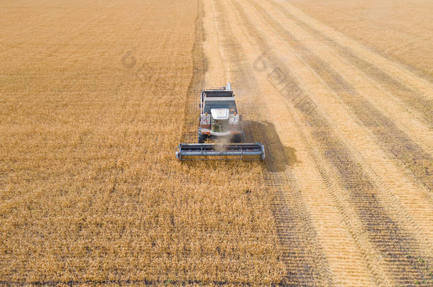 收获小麦、燕麦、大麦在田里、牧场里和农场里收割。农田里收割庄稼。农产工业。联合收割者收割麦片。机器收割
