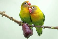 A pair of lovebirds are perched on a branch of a pink Malay apple tree. This bird which is used as a