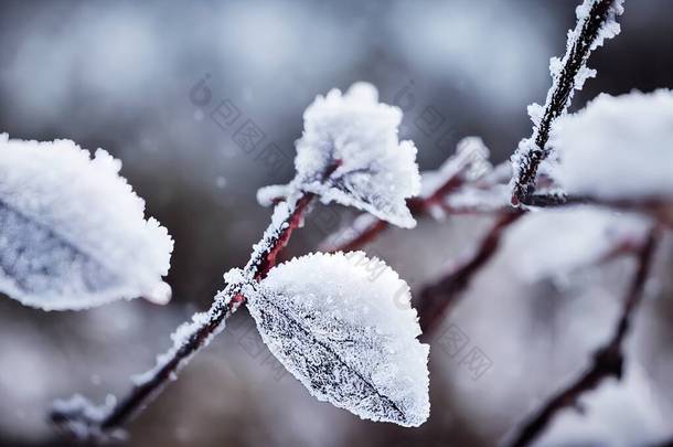 冬天来了第一场雪霜早上散步，雪，冰，森林。有选择的重点。高质量的照片