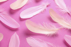 粉色背景的美丽羽毛，特写镜头