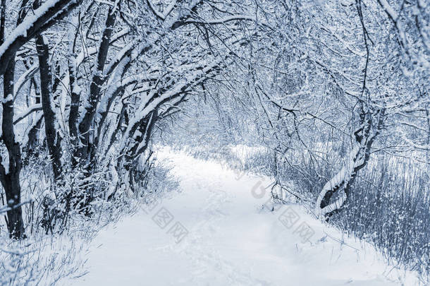 冬季森林，雪地覆盖着树木，雪地覆盖着树木间的道路