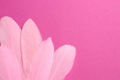 粉色背景上美丽的羽毛，顶视图。案文的篇幅