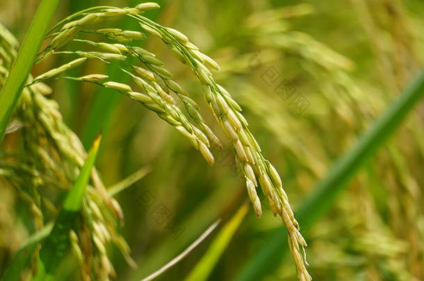 有天然背景的水稻。水稻仍然是绿色的，还年轻，还没有遏制住，还没有准备好收割.