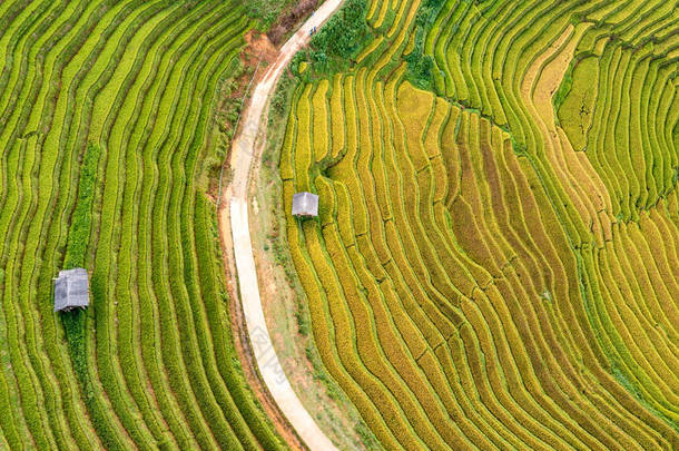稻田上的梯田的木仓柴，Yenbai，越南。稻田准备收获在西北越南.
