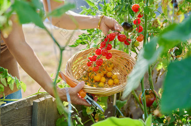 <strong>采摘</strong>樱桃番茄，手拉手在篮子里<strong>采摘</strong>黄色和红色西红柿。天然有机蔬菜、农业、耕作、园艺概念