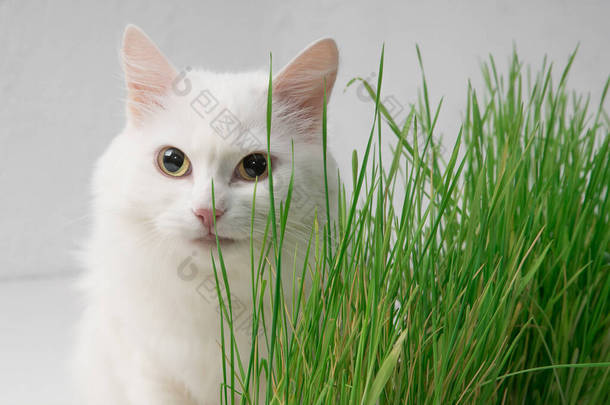 绿草丛中的白猫.作为维生素来源的年轻草根.