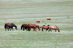 Herd of Mongolian horses with behind, a herd of cow.