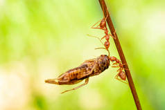 红蚂蚁，帮助在枝头大树上觅食的行动，花园中绿叶模糊的背景，选择性的眼睛焦点和黑色背伤，宏观