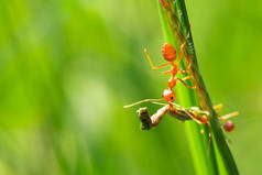 red ant, action helping for food on the branch big tree, in garden among green leaves blur backgroun