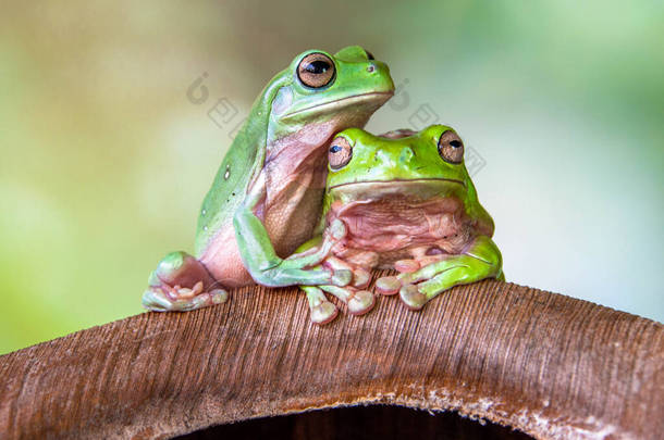 澳大利亚的绿色树蛙（Ranoidea caerulea），也被称为澳大利亚的纯绿色树蛙（Green tree frog） 、白色树蛙（White's tree frog）或矮胖树蛙（dumpy tre