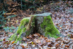 茂密的树桩，在森林里有许多落叶