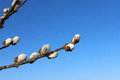 柳枝上有蓬松的耳环，背景是深蓝色的春天里，春天里阳光明媚的早晨有一滴露珠。复活节气氛复活节.