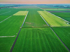 从空中俯瞰典型的荷兰田野和牧民。荷兰典型的农村景观