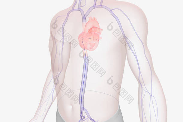 导管通过<strong>一</strong>系列静脉从腹股沟进入心脏。 3D渲染