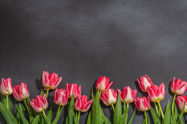 深色石料混凝土背景上新鲜的粉红郁金香.母亲节或情人节的节日概念。贺卡、复活节平铺、周年纪念日或生日、头像