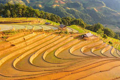 在空中俯瞰新鲜稻田梯田，绿色农田在农村或农村地区的木仓柴，高山山谷，亚洲，越南。自然景观背景.