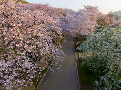 武汉东湖樱花花园春景