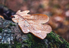 一片干枯的橡木叶，在森林的老树桩上有雨滴