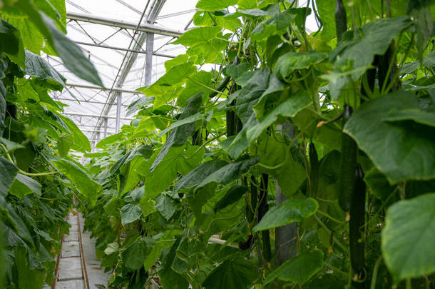 荷兰农业区绿屋里挂在黄瓜植物藤上的青黄瓜蔬菜