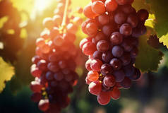 Bunches of red grapes in the vineyard on a sunny day