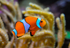 乌头鱼(Amphiprion ocellaris)在海葵的触须之间游动，鱼与海葵共生