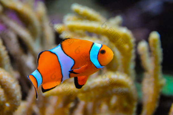 乌头<strong>鱼</strong>(Amphiprion ocellaris)在海葵的触须之间游<strong>动</strong>，<strong>鱼</strong>与海葵共生