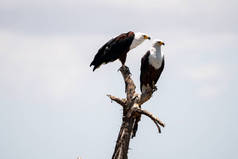奈瓦沙湖- -非洲鱼鹰栖息在新月岛上的一棵树上。肯尼亚、东非