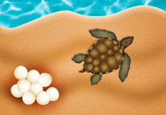 海龟蛋