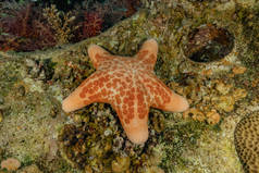 在红海海底的海星，以色列鳗鱼