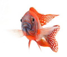 红鲷鱼