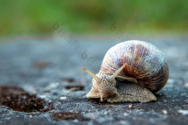 背景,自然,蜗牛在公园的石头上爬行,特写,柔和的焦点。城市公园里的蜗牛。野生动物