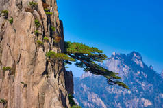 松树沿着悬崖水平生长.黄山风景(黄山).教科文组织世界遗产所在地。中国安徽省.