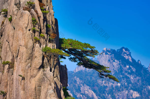 松树沿着悬崖水平生长.黄山风景(黄山).教科文组织世界遗产所在地。中国安徽省.