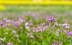 黄芪蚤春季开花