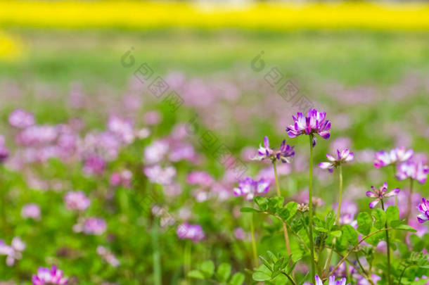 黄芪蚤春季开花