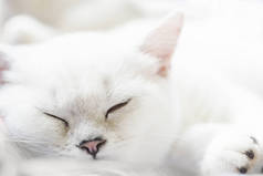 白色睡眠苏格兰直纯种猫在软白色背景