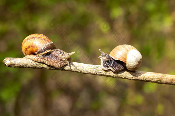 两只蜗牛在朦胧的背景上爬在一根棍子上