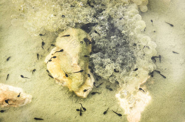 蝌蚪在水中。几个刚孵出来的蝌蚪在巢里游泳。鸟巢在白色的石头旁边。空蛋壳清晰可见.
