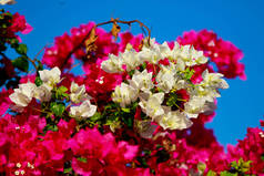 布干维尔明亮的花卉景观