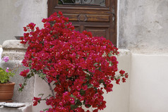 圣弗洛朗 (圣弗洛朗） 与叶子、 科西嘉、 法国、 欧洲的房子墙