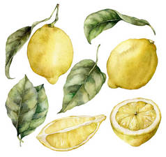 水彩画一套成熟的柠檬和树叶.手绘新鲜水果,白色背景隔离.味道鲜美的食品插图,用于设计,印刷,面料或背景.
