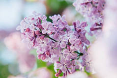 春天的时候, 美丽的气味是紫罗兰色的丁香花。丁香的特写花树枝。富有启发性的天然花卉春天盛开的花园或公园。五颜六色的生态学自然风景