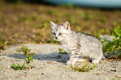 灰色的小猫，在灰色的砂在草地上