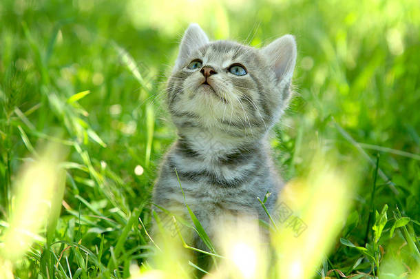 小巧有趣的灰色条纹猫，蓝眼睛，绿色的草地上